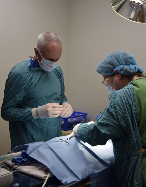 Performing abdominal exploratory surgery with the patient under general anesthesia.