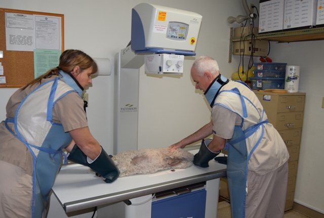 Sagamore Hills Animal Hospital, Inc. - Veterinarian in Sagamore Hills, OH  US :: Taking an X-ray